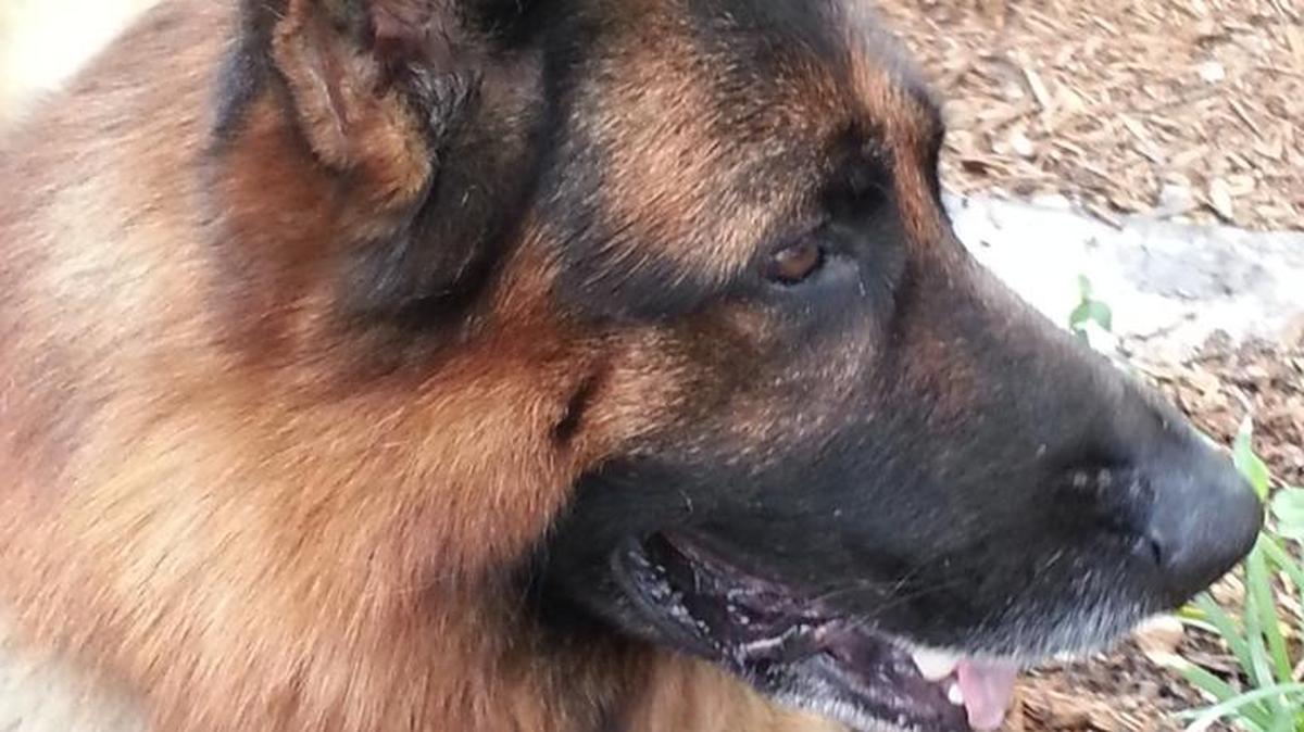 Quantum, an Aventura police dog, died Thursday from complications after surgery.