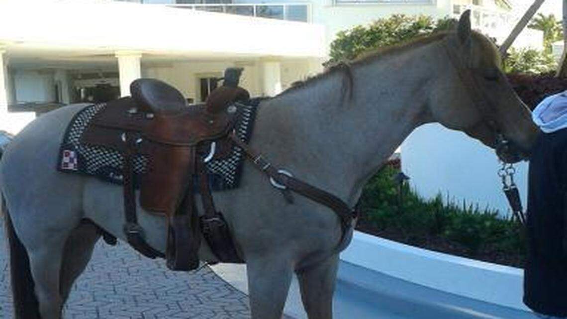 
Cowboy the horse in Aventura after his escape from Gulfsteam Park.
