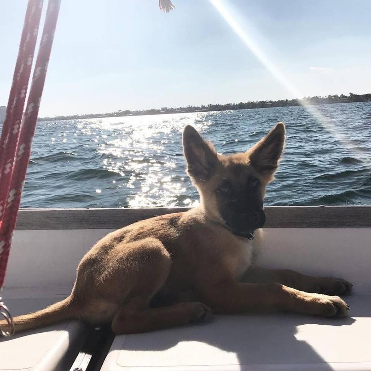 Schiele, a 4-month-old puppy, had been missing since Dec. 23, 2017, when he was taken out of Rian Maercks’ car as it sat in the parking lot of Aventura’s West Marine.