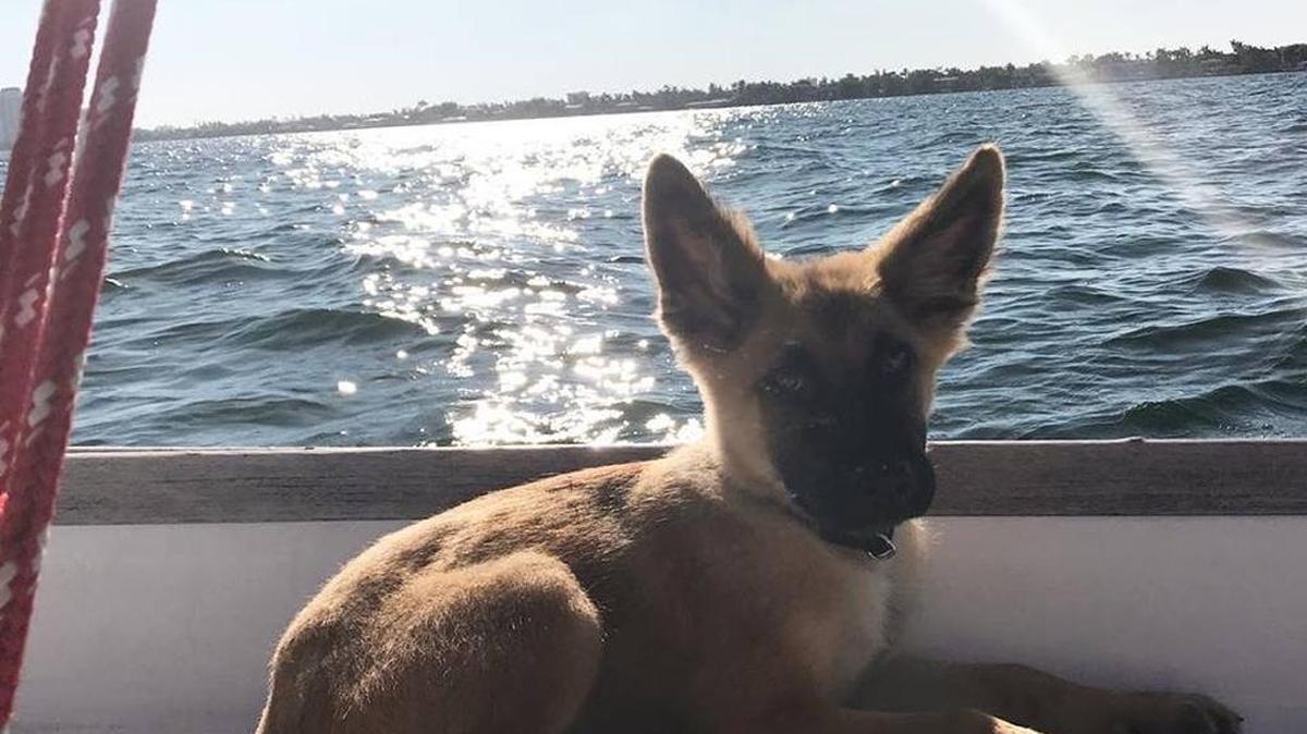 Schiele was  4-month-old when he was stolen out of Rian Maercks car Dec. 23, 2017.