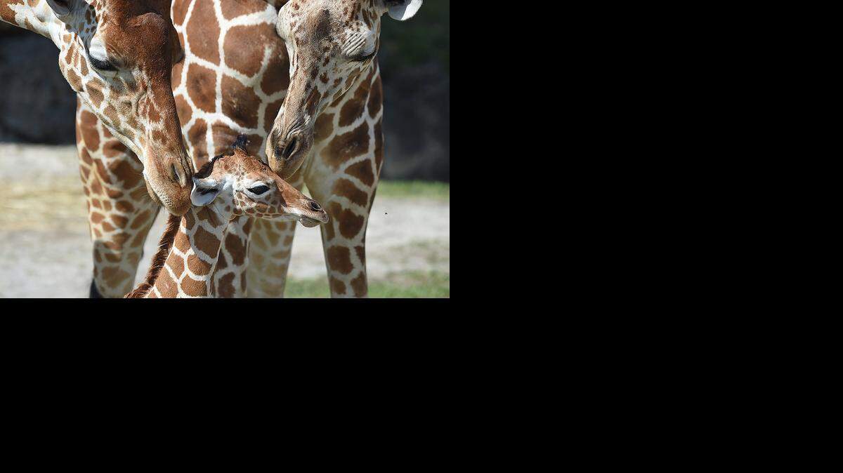 
Zoo Miami’s newborn giraffe Princess Buttercup is welcomed by the rest of the herd of the exhibit on Wednesday. 
