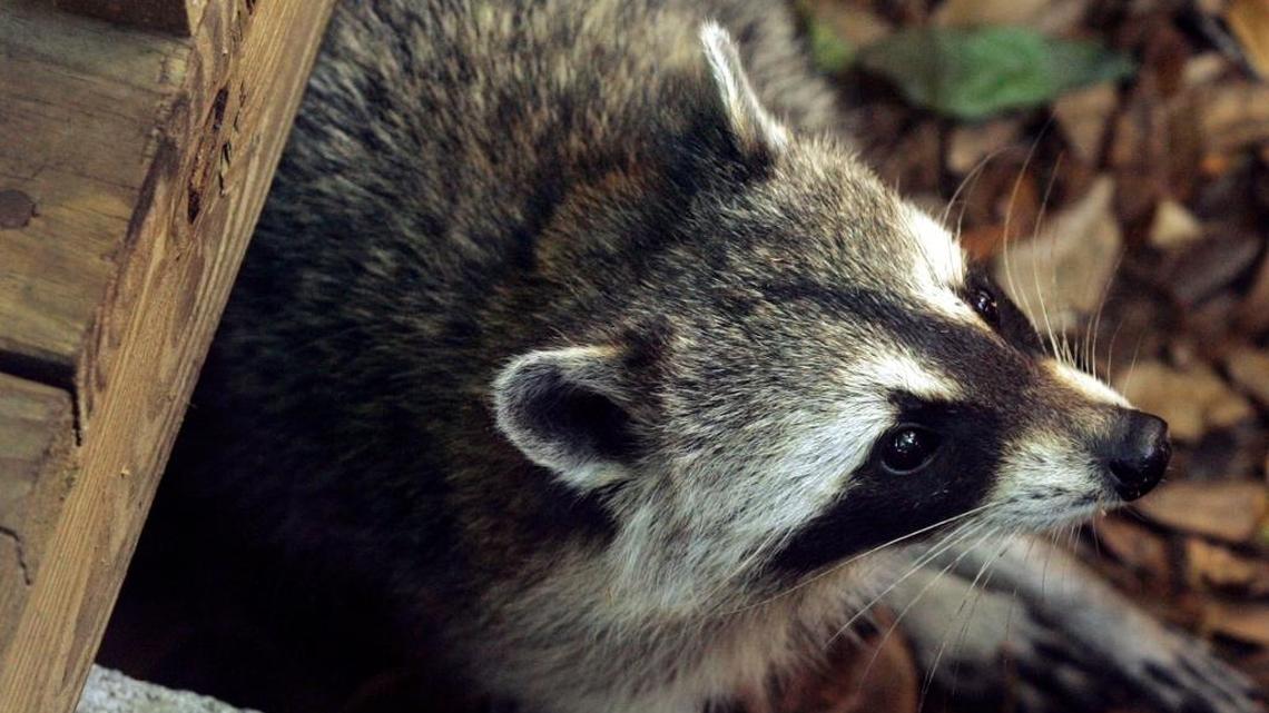 A raccoon peers out from a wooden walkway at Secret Woods Nature Center in Fort Lauderdale near a block of fishmeal bait containing oral rabies vaccine. Florida health officials issued a rabies alert for the Kendall area after capturing a raccoon that tested positive for the virus, which can be deadly.