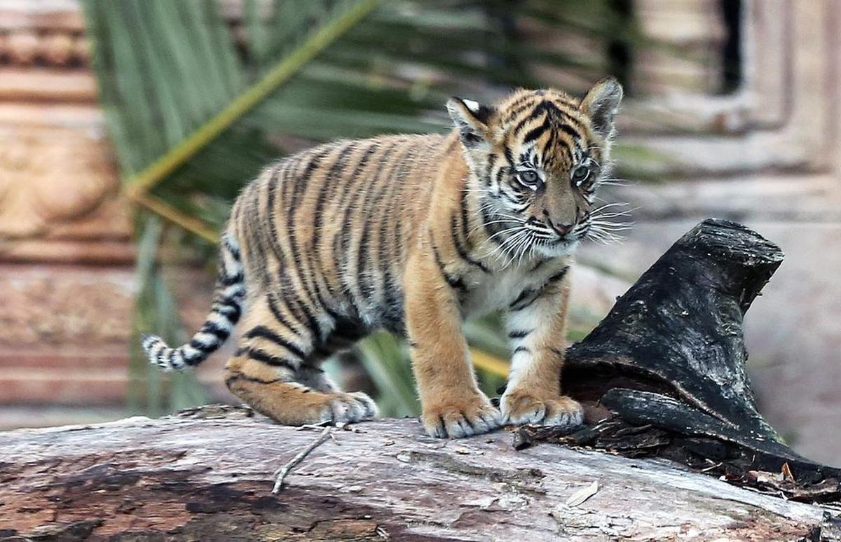 Satu, the new 17-pound Sumatran tiger cub born Nov. 14, 2015, makes its official media debut at Zoo Miami on Friday Jan. 29, 2016.