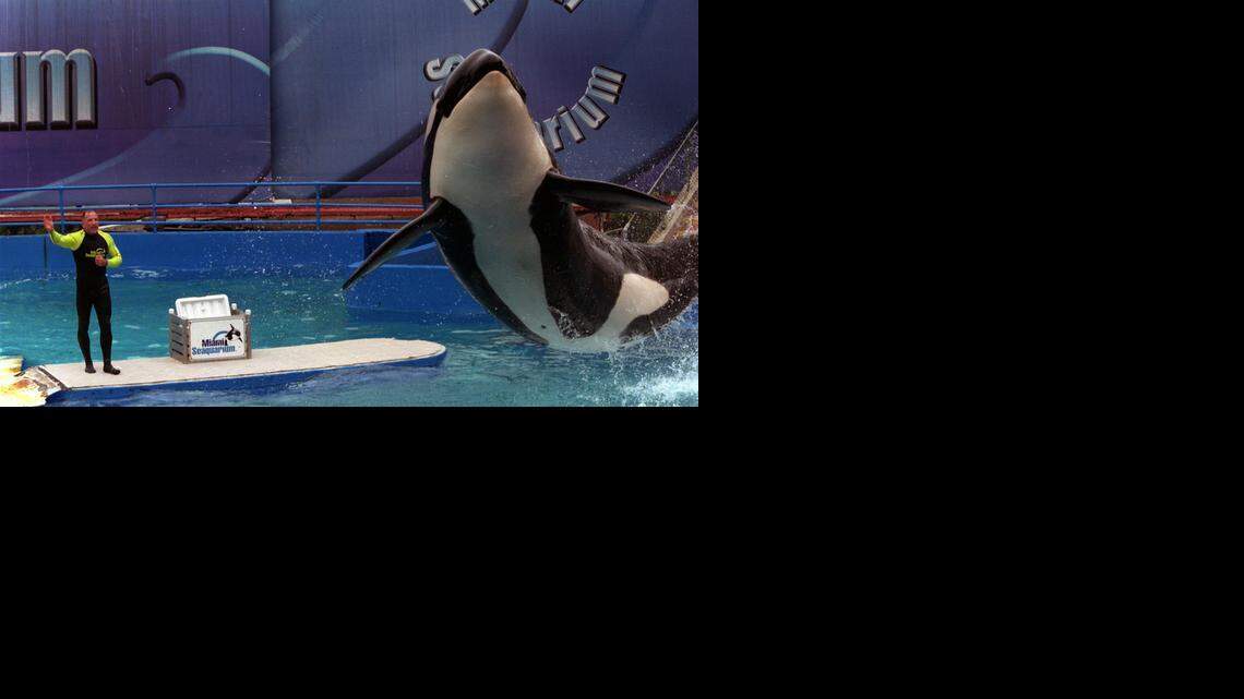 
Eric Eimstad, a vice president of sales and marketing for the Miami Seaquarium amd former trainer for Lolita, directs the orca in this 2002 photograph.
