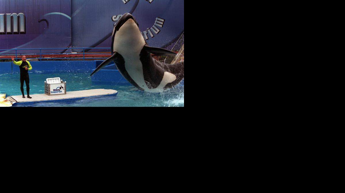 
Eric Eimstad, a vice president of sales and marketing for the Miami Seaquarium amd former trainer for Lolita, directs the orca in this 2002 photograph.
