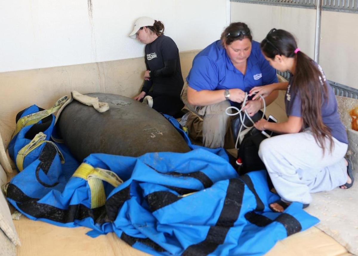 Left to right, Stephanie Nieves, Ariele Blatt and Lindsey Waxman attend to Junebug, an orphaned manatee that until Thursday was living at Miami Seaquarium. After three years of rehabilitation in Miami and Ohio, Junebug will be released in a “warm water site” in Tampa.
