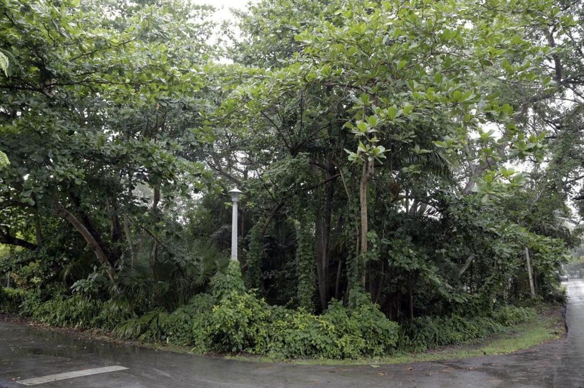 The Northeast corner of Palmetto and Plaza streets in Coconut Grove is "Charlie's Woods" -- a densely wooded, publicly owned corner abutting the late publicist Charlie Cinnamon's Coconut Grove home. Glenn Terry a Coconut Grove resident and community activist wants the woods turned into a city park.