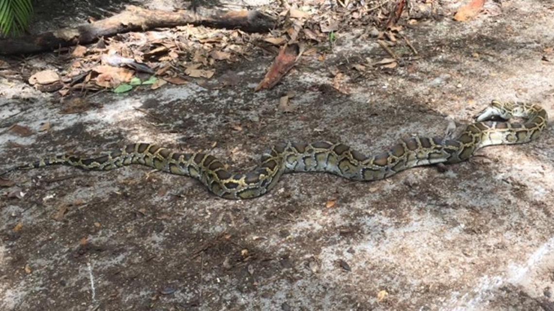 A 12-foot Burmese python was found under a pile of storm debris in Coconut Grove.