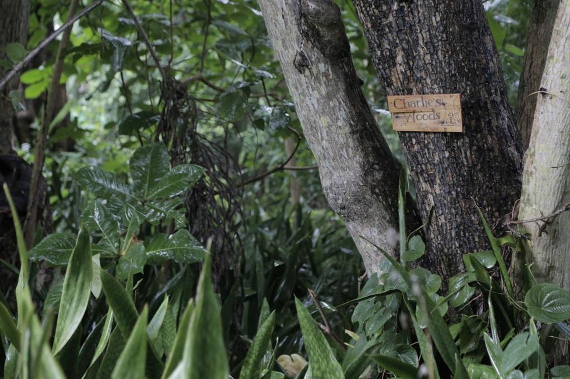 A sign proclaiming the site "Charlie's Woods" is nailed to a tree in the Northeast corner of Palmetto and Plaza streets in Coconut Grove. A densely wooded, publicly owned corner abutting the late publicist Charlie Cinnamon's Coconut Grove home, Glenn Terry a Coconut Grove resident and community activist wants the woods turned into a city park.