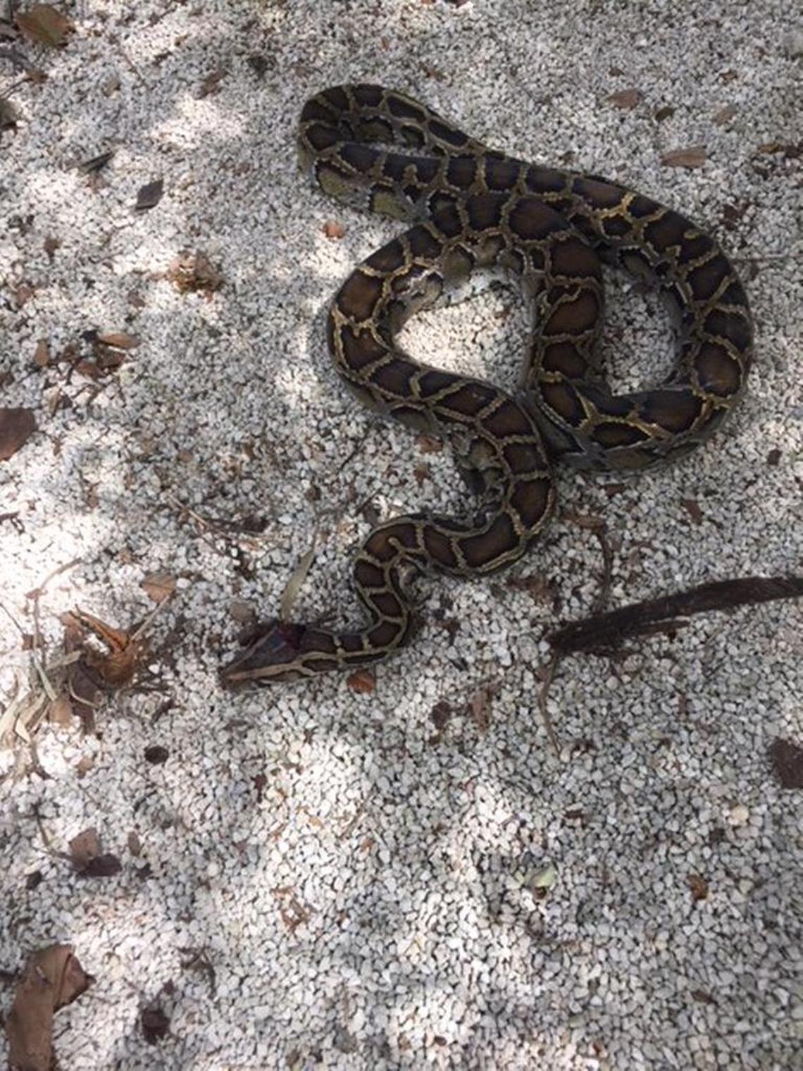 A 12-foot Burmese python was found under a pile of storm debris in Coconut Grove.