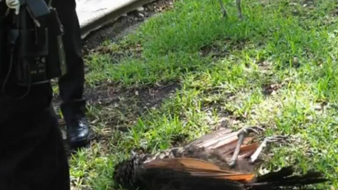 Peacock found shot in Coconut Grove neighborhood on Sunday.