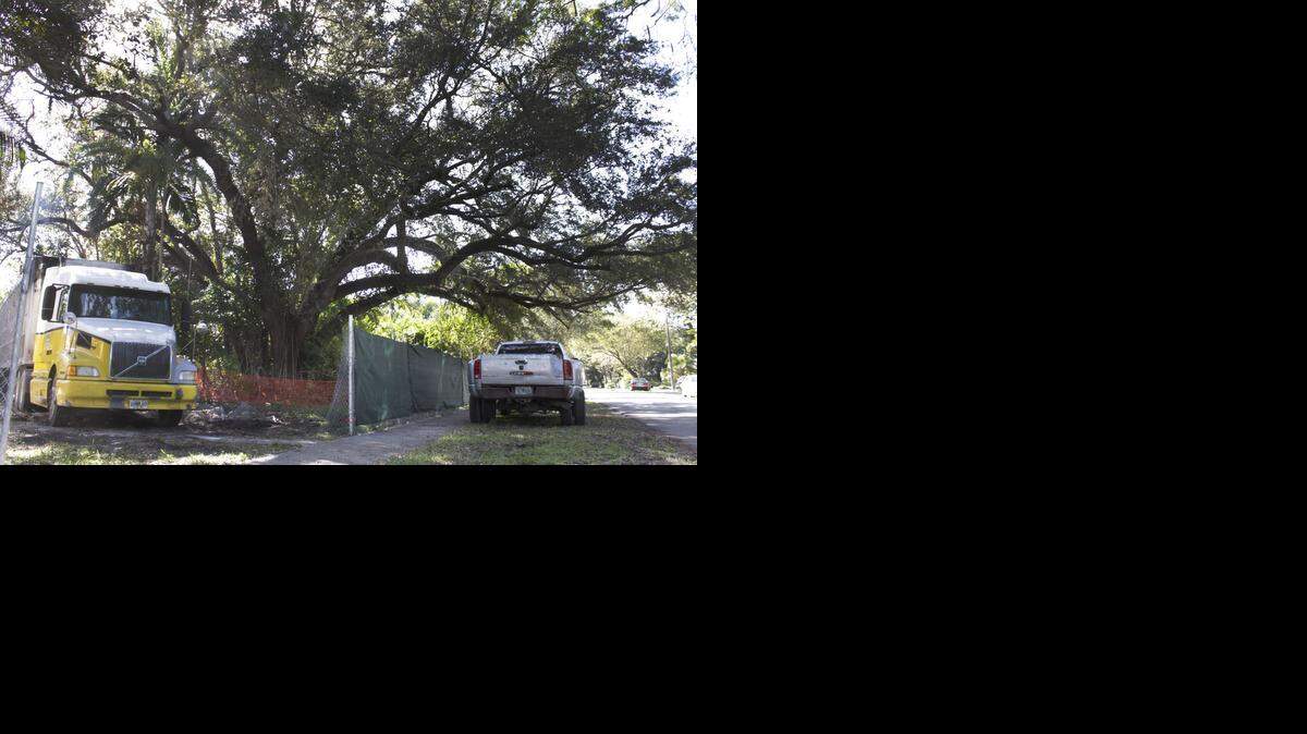 
On Tuesday, Coral Gables commissioners will hear residents’ appeal of a developer’s plan to prune this 125-year-old oak tree at 1011 and 1015 Lisbon Street.

