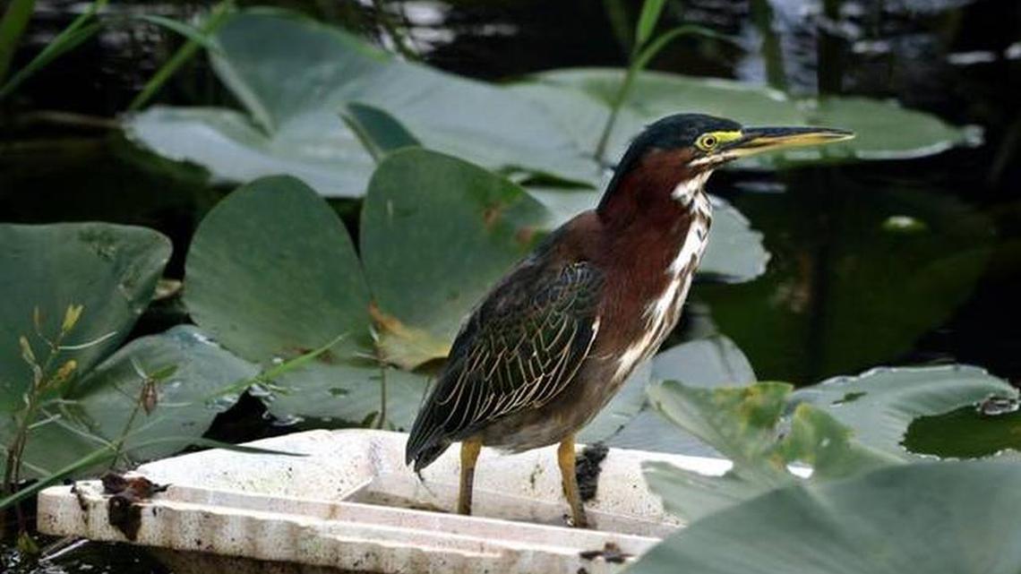 A green-back heron perches on a Styrofoam cooler lid.