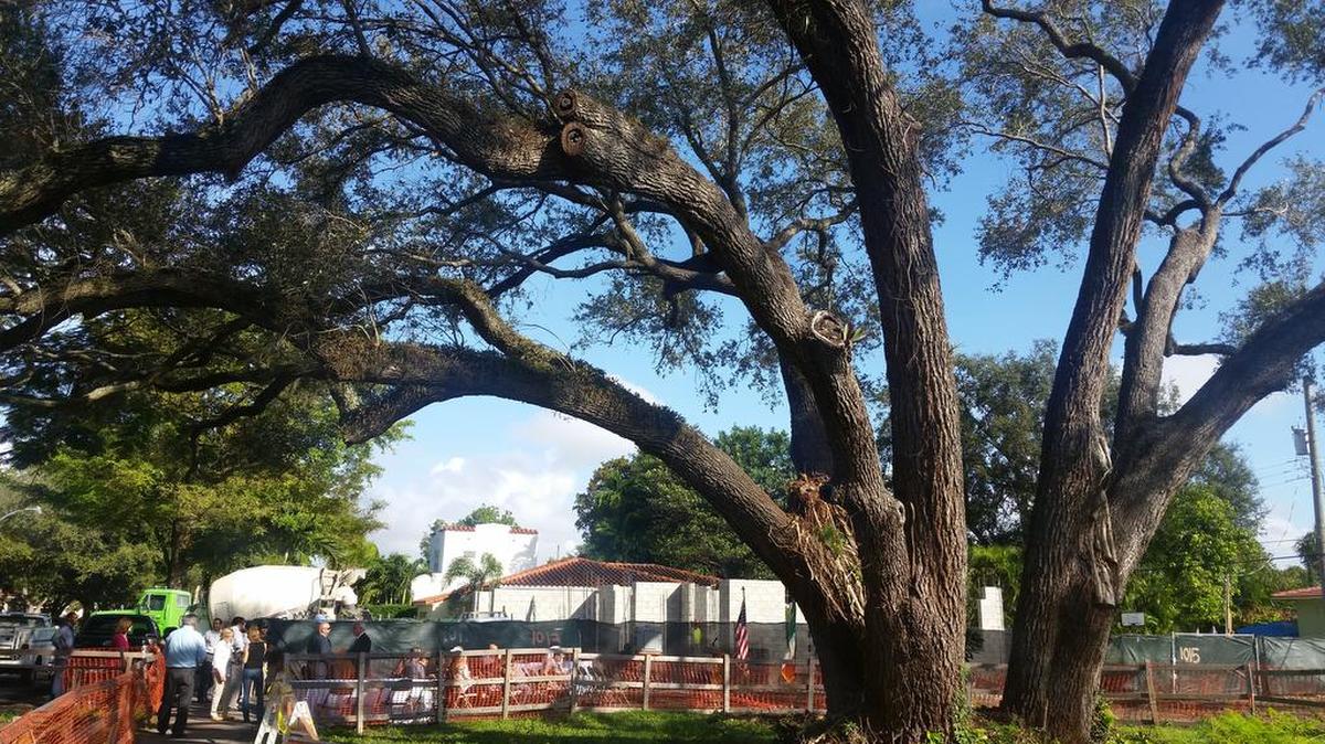The elderly oak tree, known as Sherman’s Oak, will be preserved as part of a public park. Coral Gables commissioners met for a ceremony to finalize their purchase of the lots containing the tree off Lisbon Street between San Benito and Santa Cruz Avenues.