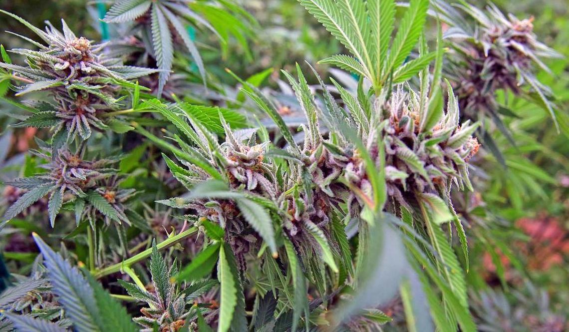 Cannabis plants before they are processed into botanical oils.