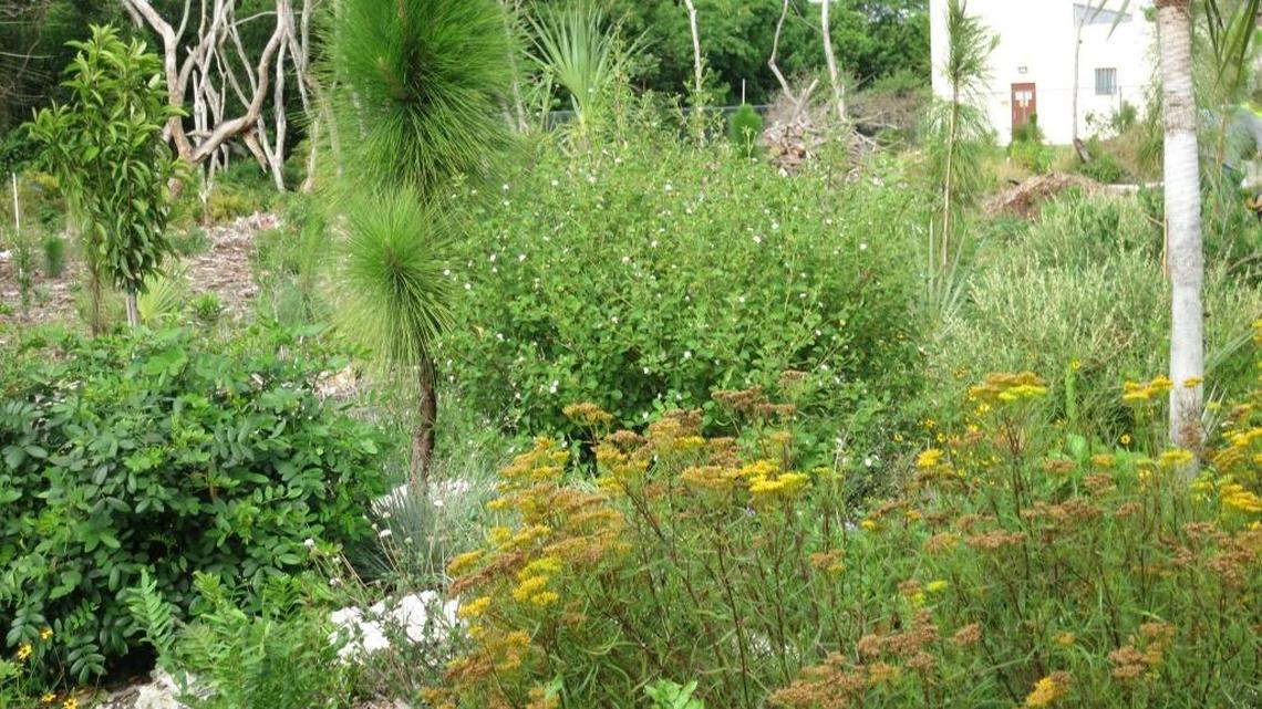 Newly planted trees in the South Florida wetlands.