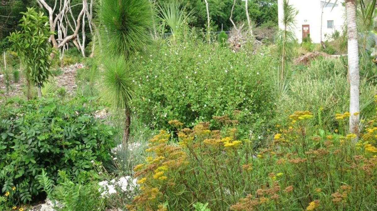Newly planted trees in the South Florida wetlands.