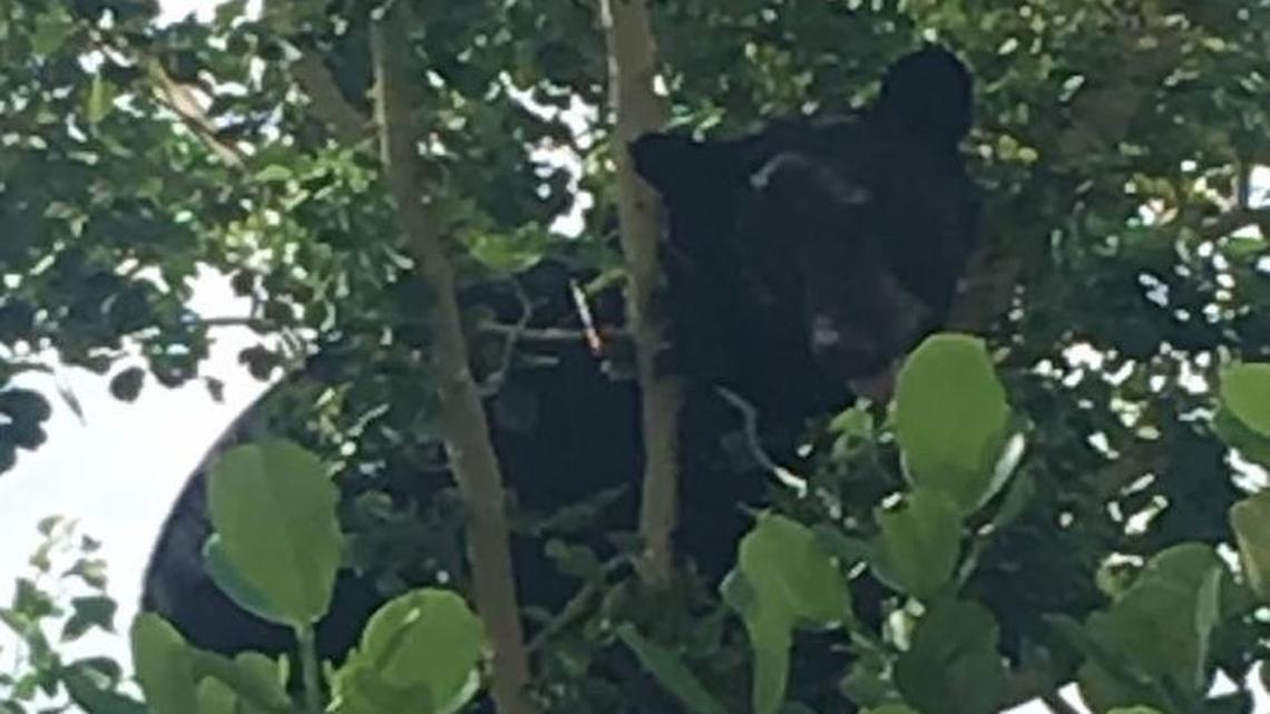 A 200-pound black bear was found in a tree in a Cutler Bay community on Friday morning.