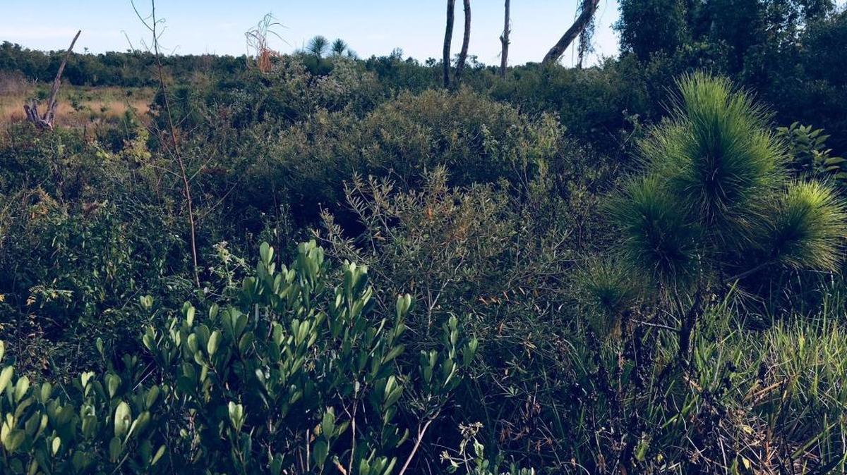 A view of a parcel of pine rockland owned by the town of Cutler Bay. A developer wants to build an access road to a project through the land.