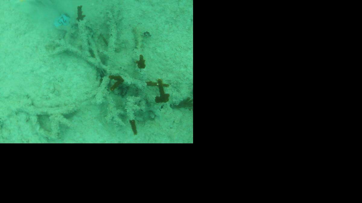 
Biscayne Bay Waterkeepers say a diver discovered this colony of staghorn coral transplanted from Government Cut to an artificial reef last year covered with sediment and dying last week.
