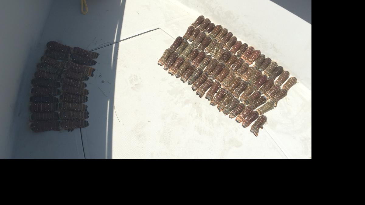 
Found on the boat, ‘El Donny’: FWC and National Park Service officers found 87 wrung lobster tails on board a commercial fishing vessel. The 66 pictured here were undersized.
