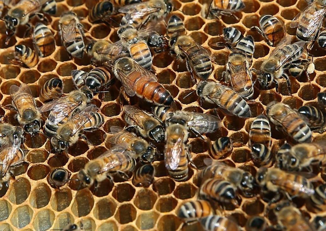 A queen bee is at the center of a hive owned by beekeeper Danielle Bender in Little Haiti. Bender wants Miami — where the bee population was devastated by Zika spraying — to move ahead with public hives tended by neighborhoods where fruit trees and flowers could flourish.