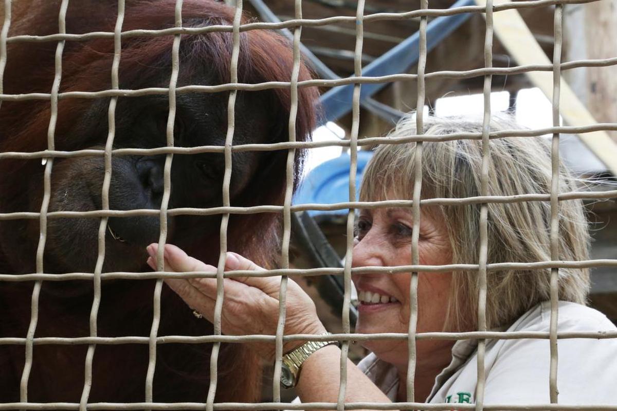 Linda Jacobs feeds Peanut grapes while volunteering at Jungle Island on May 4, 2015. Peanut was diagnosed with non-Hodgkin’s lymphoma in 2012 and is now in remission. Jacobs has cared for her since infancy.