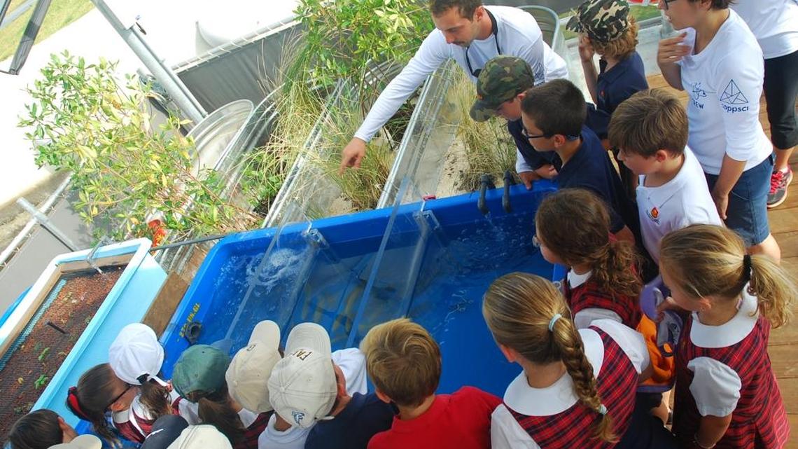 Miami-Dade County Public Schools third- and fifth graders learn about aquaculture, the farming of aquatic organisms, and hydroponic farming using nutrient-rich water instead of soil.