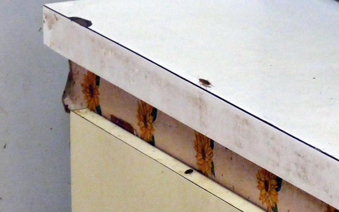 The kitchen, as well as many other rooms in the Town Park Plaza North condo of William and Virginia Huggins, is infested with roaches. The couple say the infestation occurred after new windows were put in the home but not properly sealed.