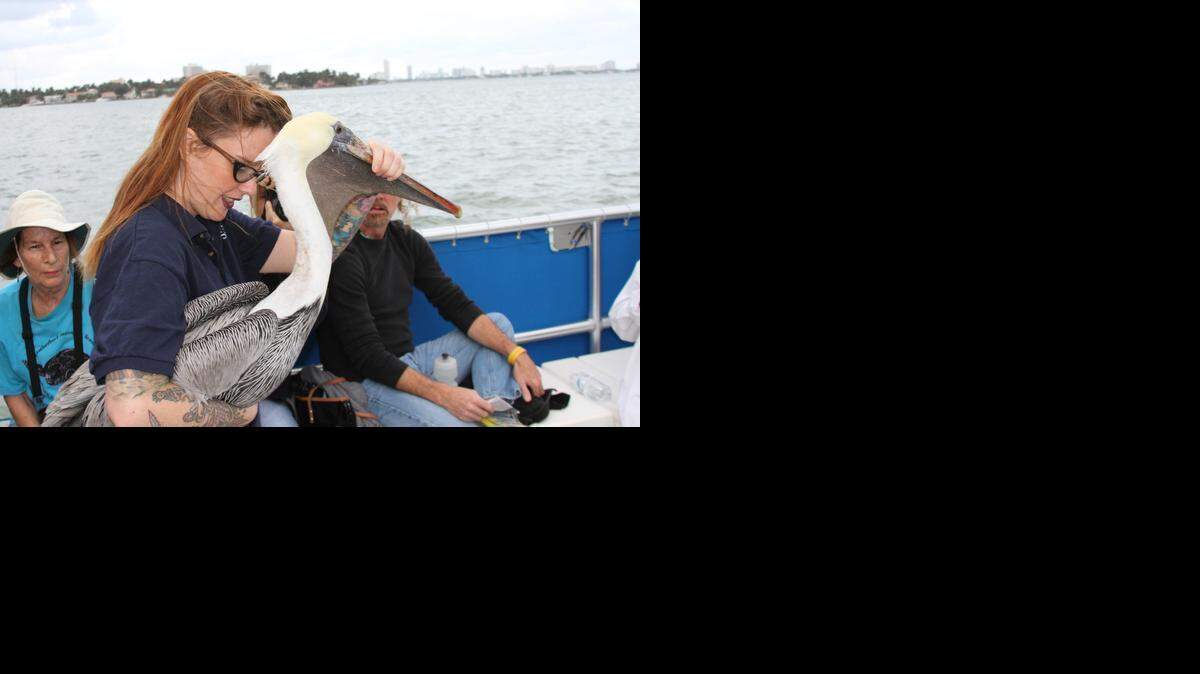 
From injury to the wild: Teresa Sepetauc of Pelican Harbor Seabird Station prepares to release a rehabilitated brown pelican during a sunset birding cruise.
