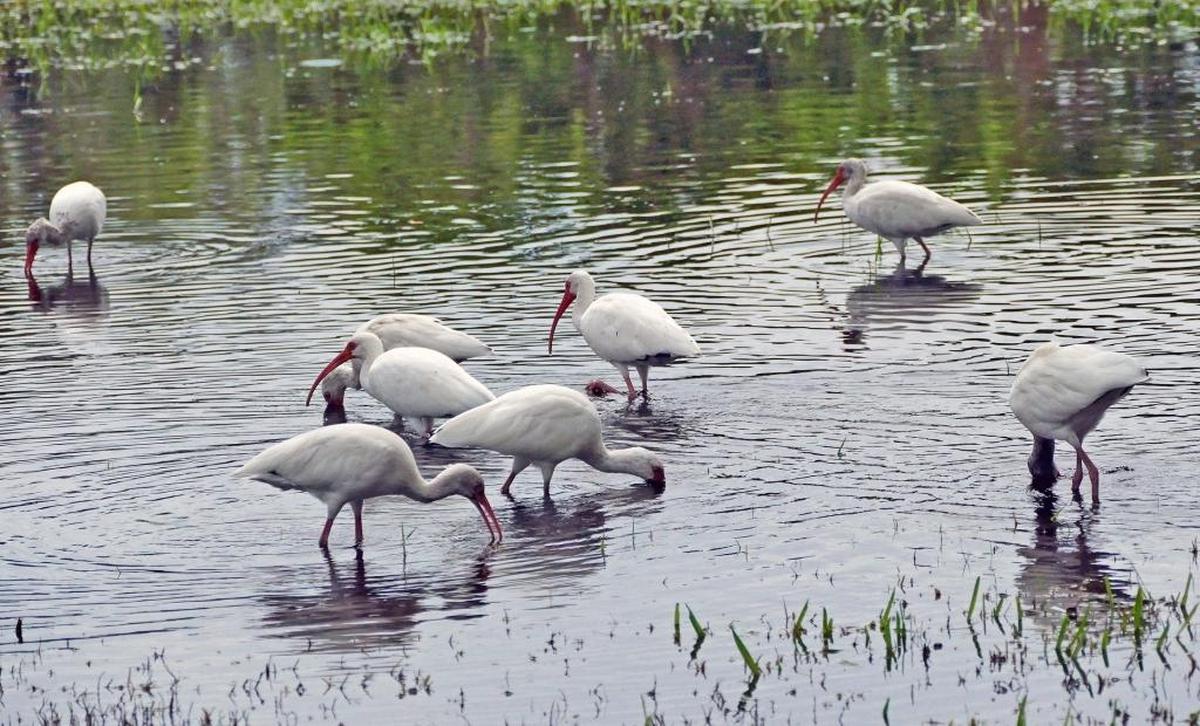 Ibises wade in the water at Morningside Park field where King Tide caused flooding on Friday, October 6, 2017.