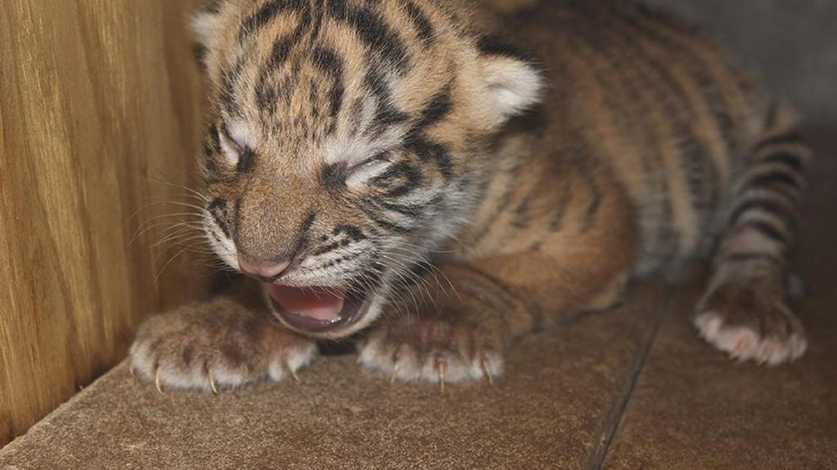 The newest member of the Zoo Miami menagerie, a 3-pound male Sumatran tiger cub, yawns. The yet-unnamed cub is the first Sumatran tiger born at the zoo, to parents Leeloo, of the Oklahoma City Zoo and Berani, of the San Fransisco Zoo, and only the fourth born in the U.S. so far this year.
