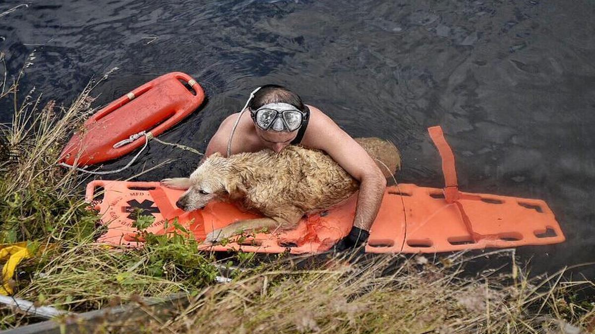 Miami-Dade Fire Rescue Capt. John Meizoso works to rescue a Golden Retriever that was stuck in a canal in Southwest Miami-Dade Monday, March 7, 2016.