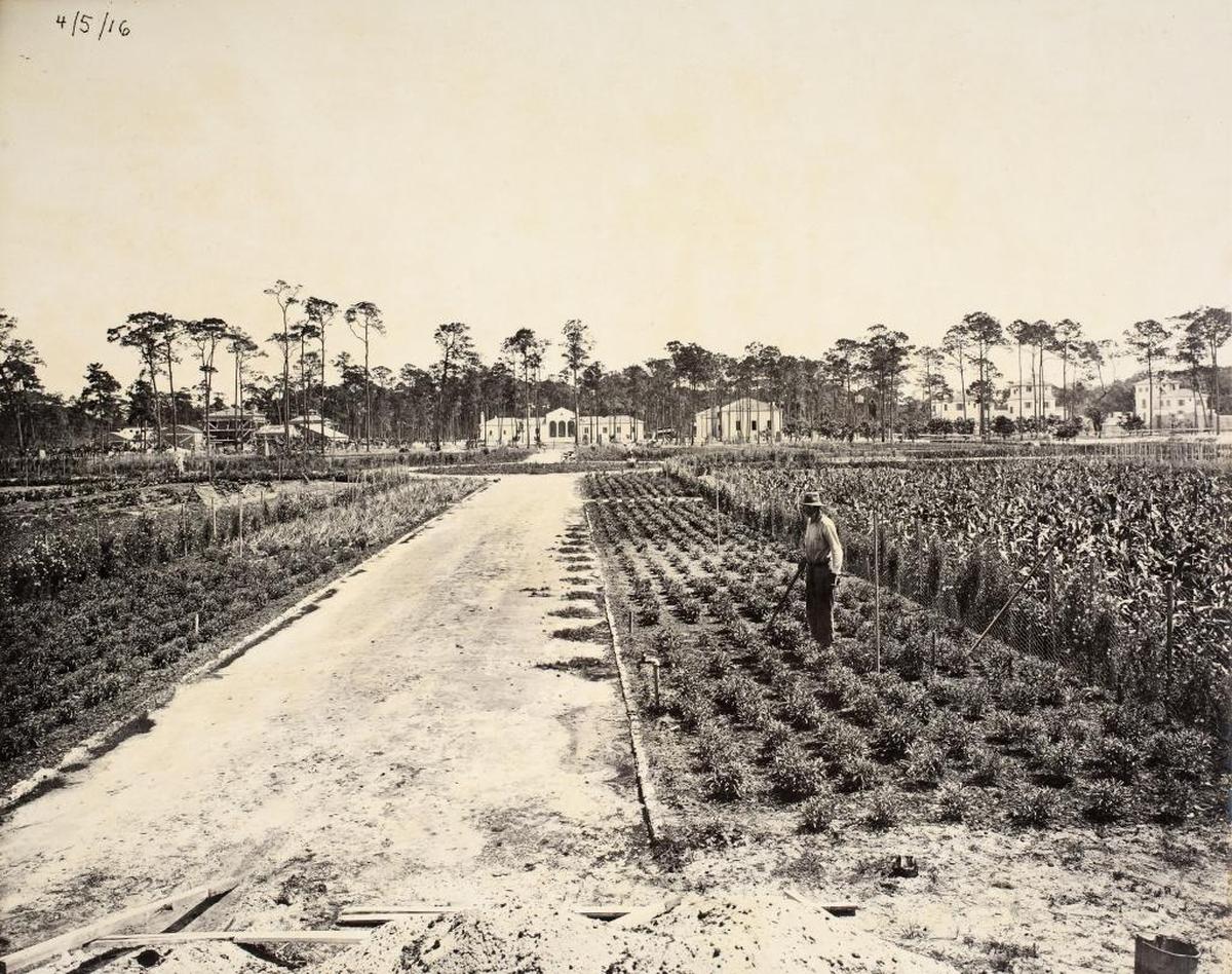 A view from 1916 of the Vizcaya Village farm with the superintendent’s house and service buildings in the background. The buildings remain, but the farm was replaced by the Miami science museum building and the Bay Heights subdivision.