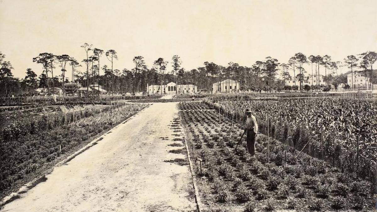 
A view from 1916 of the Vizcaya Village farm with the superintendent’s house and service buildings in the background. The buildings remain but the farm was replaced by the Miami science museum building and the Bay Heights subdivision.
