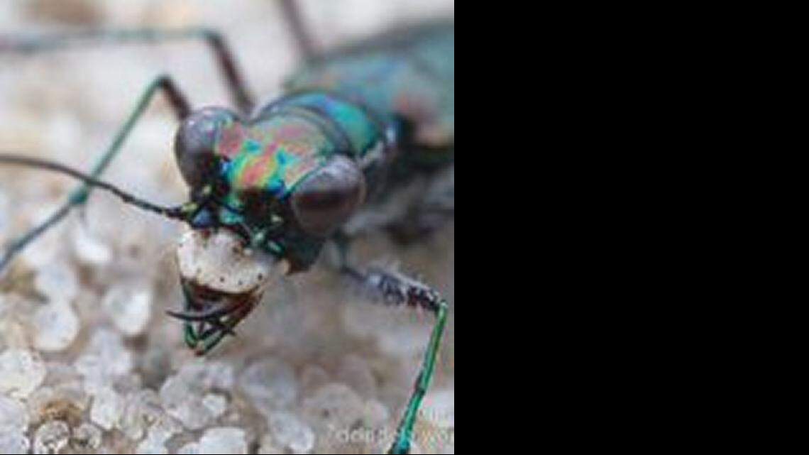 
Environmentalists asked federal officials Thursday to declare the MIami tiger beetle, found in pine rockland, endangered.
