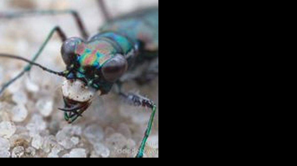
Environmentalists asked federal officials Thursday to declare the MIami tiger beetle, found in pine rockland, endangered.
