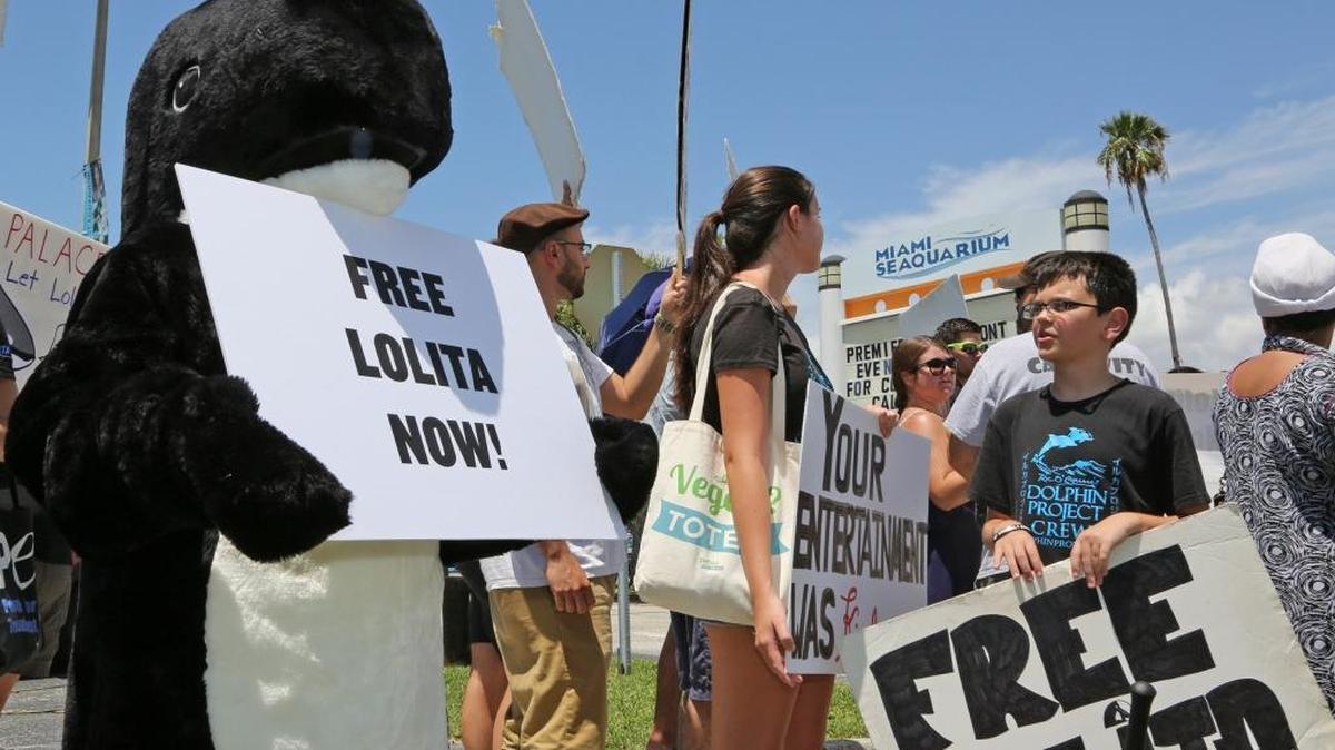 
Marian Prio wears a "Lolita "costume last month in calling for Lolita to be released to a coastal sanctuary. The protest was in remembrance of Lolita's capture 45 years ago.
