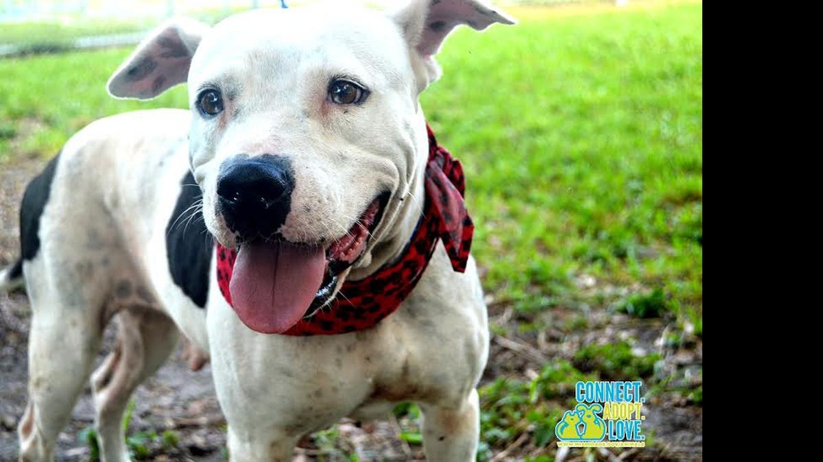 
Miami-Dade Animal Services employees found a thin Pitt Bull tied to the door of a home at 1711 NW 68th St. with a rope. Shelter workers are now looking for a forever home for the dog, but it has to be outside Miami-Dade County because of a Pitt Bull ban.
