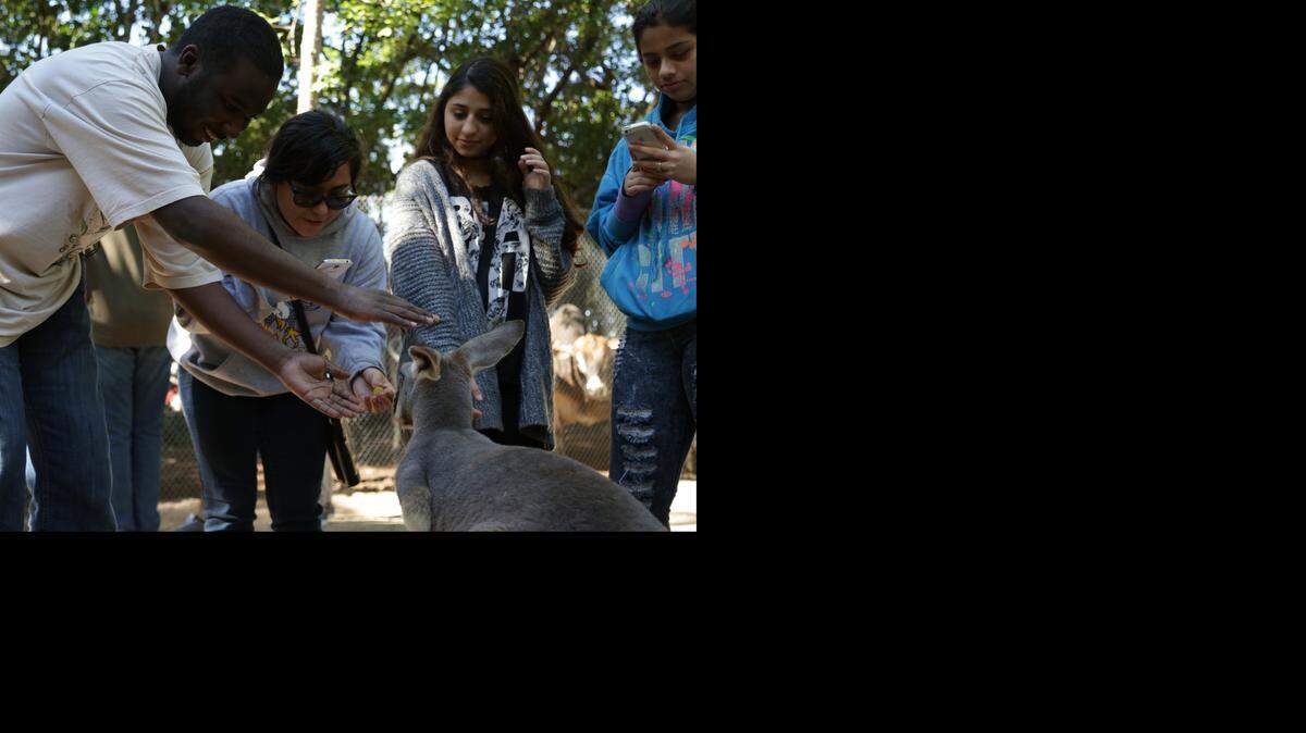
Leon Stewart, 21, left, pets a kangaroo while Jimena Peralta, 18, feeds it green grapes during a field trip to Jungle Island on Jan. 17, 2015. Stewart is part of the music program at Miami Lighthouse for the Blind and Visually Impaired, a non-profit organization that provides free services to its clients. He has also been at the music program for more than a year and plays the piano, drums and accordion.
