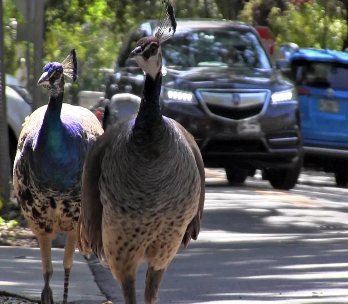 Miami's peacock population is growing, and many neighbors are annoyed by the loud squawking noise, the poop, the destruction of their plants and the scratching of their cars. Other neighbors love the beautiful birds, and feed them, causing feuds between pro-peacock and anti-peacock residents in the Coconut Grove area on Thursday, April 27, 2017.