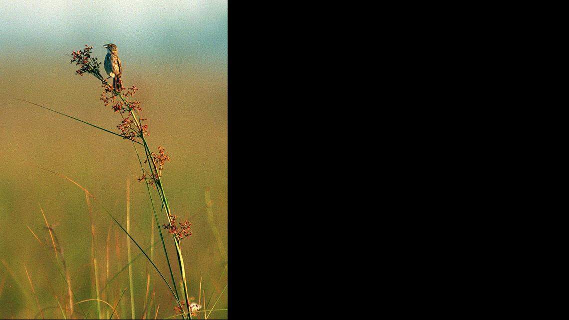 
A rare Cape Sable seaside sparrow sings from a blooming stalk of sawgrass in a marle prairie just east of Shark River Slough in Everglades National Park in 1996. Fewer than 300 of the endangered sparrows survive. 

