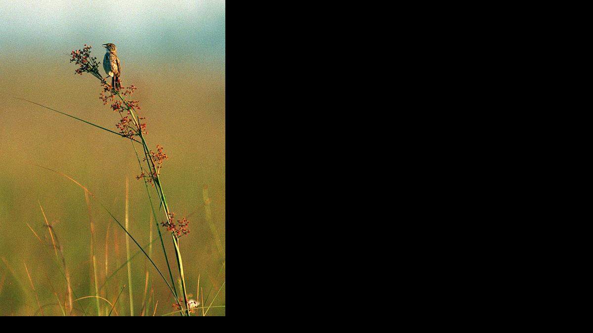 
A rare Cape Sable seaside sparrow sings from a blooming stalk of sawgrass in a marle prairie just east of Shark River Slough in Everglades National Park in 1996. Fewer than 300 of the endangered sparrows survive. 
