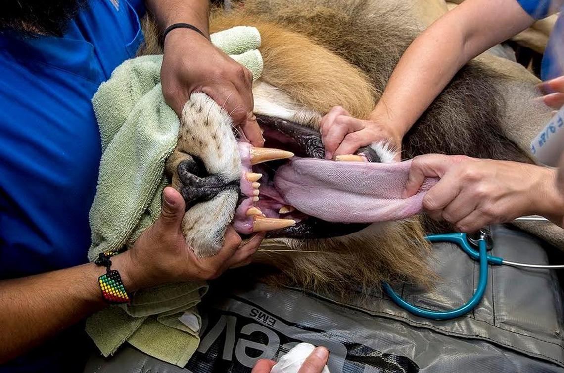 Open up and say, ahhh! Zoo Miami’s veterinary team and Dr. Jan Bellows from All Pets Dental work on Kwame’s mouth. Kwame is a 410-pound male lion. He required a root canal on April 26, 2017. While under, the king of beasts received a pedicure.