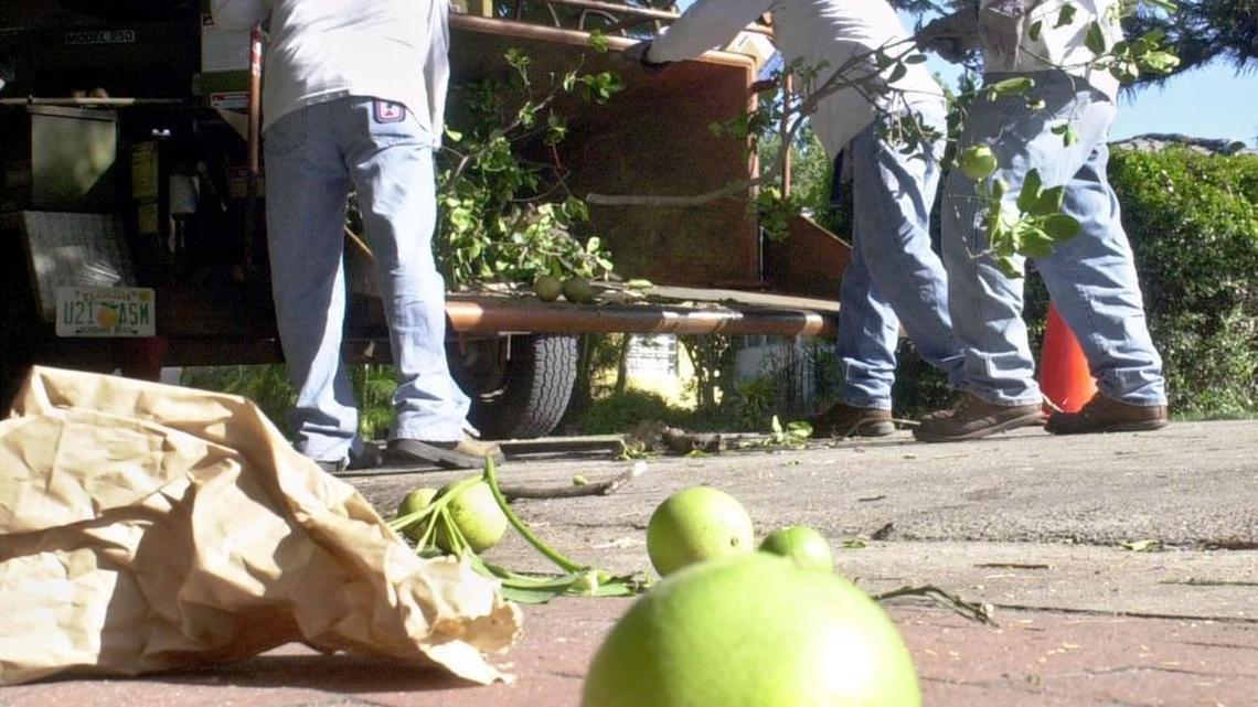 Workers remove a grapefruit tree from a home in Southwest Miami-Dade in October 2000. Gov. Rick Scott vetoed money that would have compensated homeowners in Broward and Lee counties who lost trees to the citrus canker eradication program.