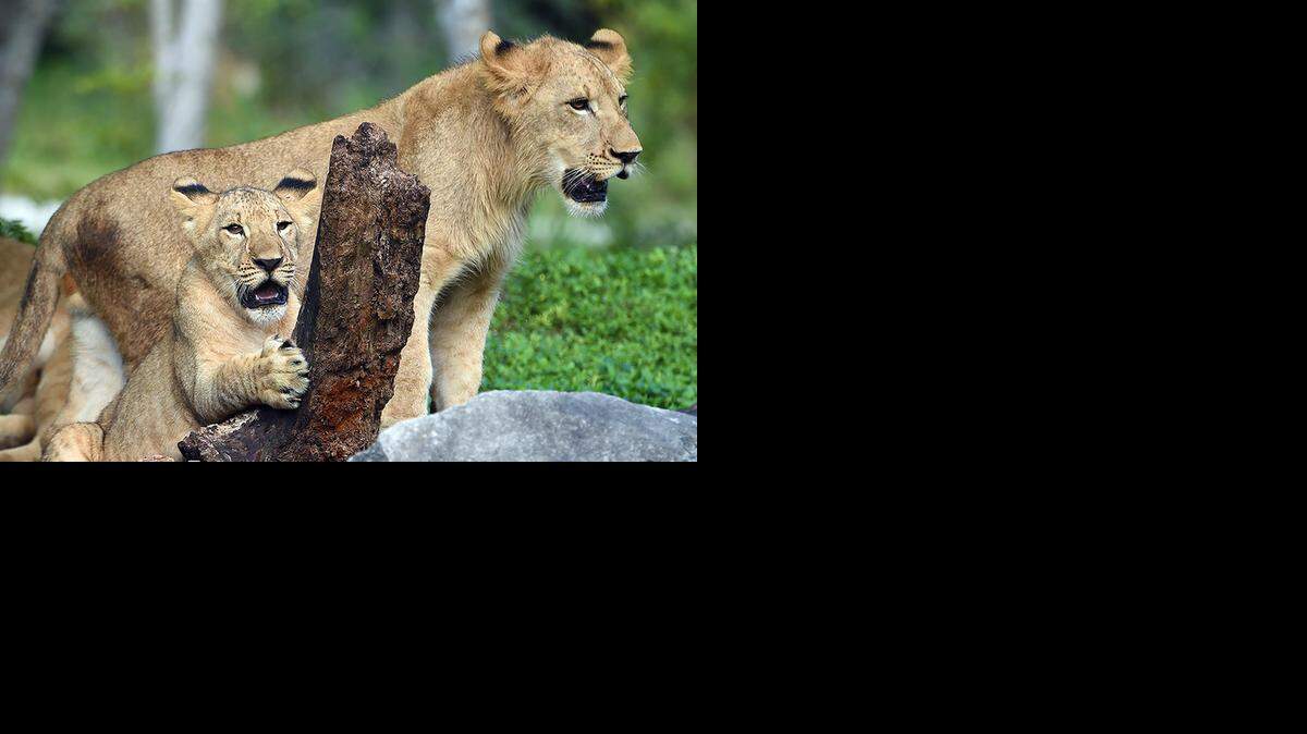 
Saba and his adopted brother K’wasi will be transferred from Zoo Miami to Lion Country Safari.
