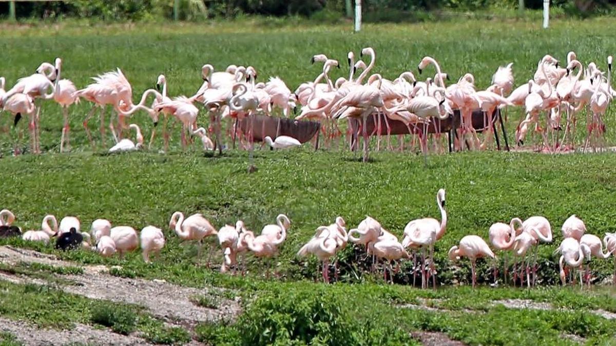If you drop by Hialeah Race Track & Casino to see the flamingos, you can drink the water.