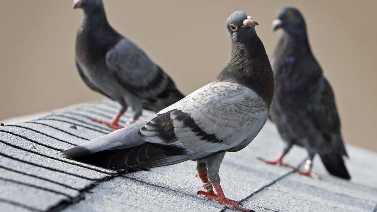 Pigeons like these were stolen in Hialeah. The teens sought $5 a bird.