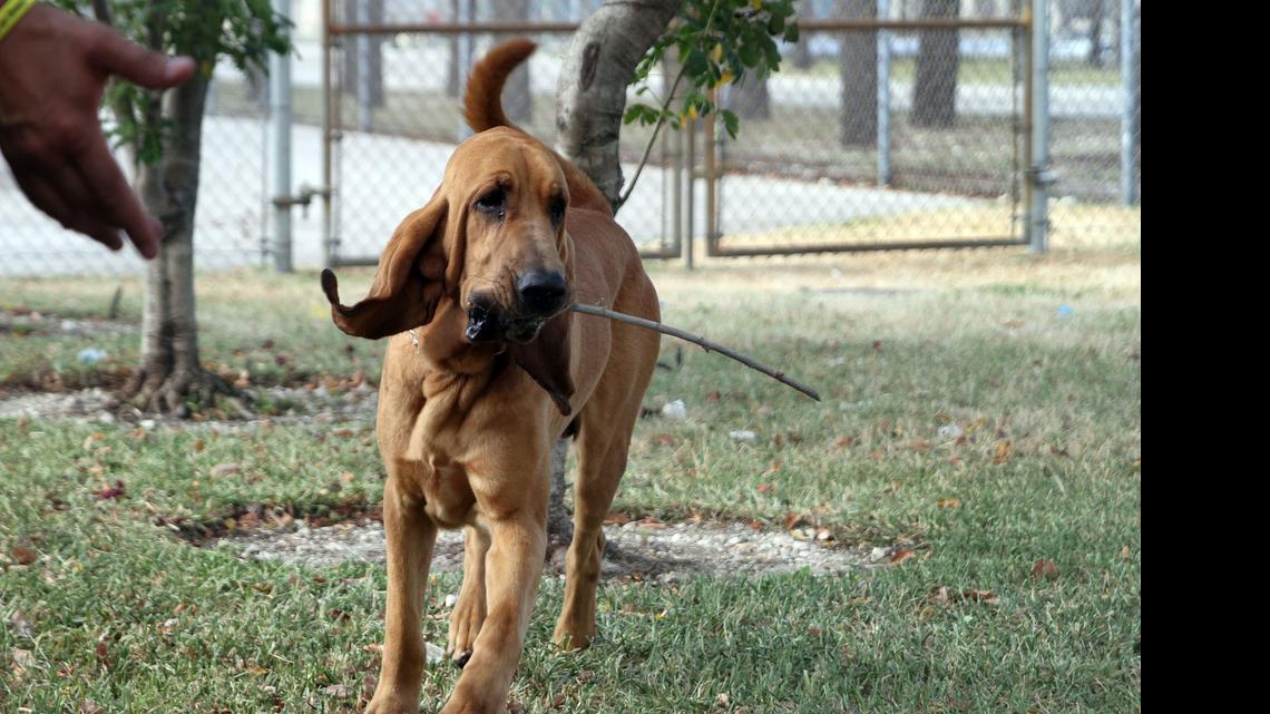 
Jimmy retrieves his favorite toy, a stick, thrown by his partner Officer Nelson Enriquez. The bloodhound was one of two dogs found dead in the officer’s police vehicle on Wednesday.
