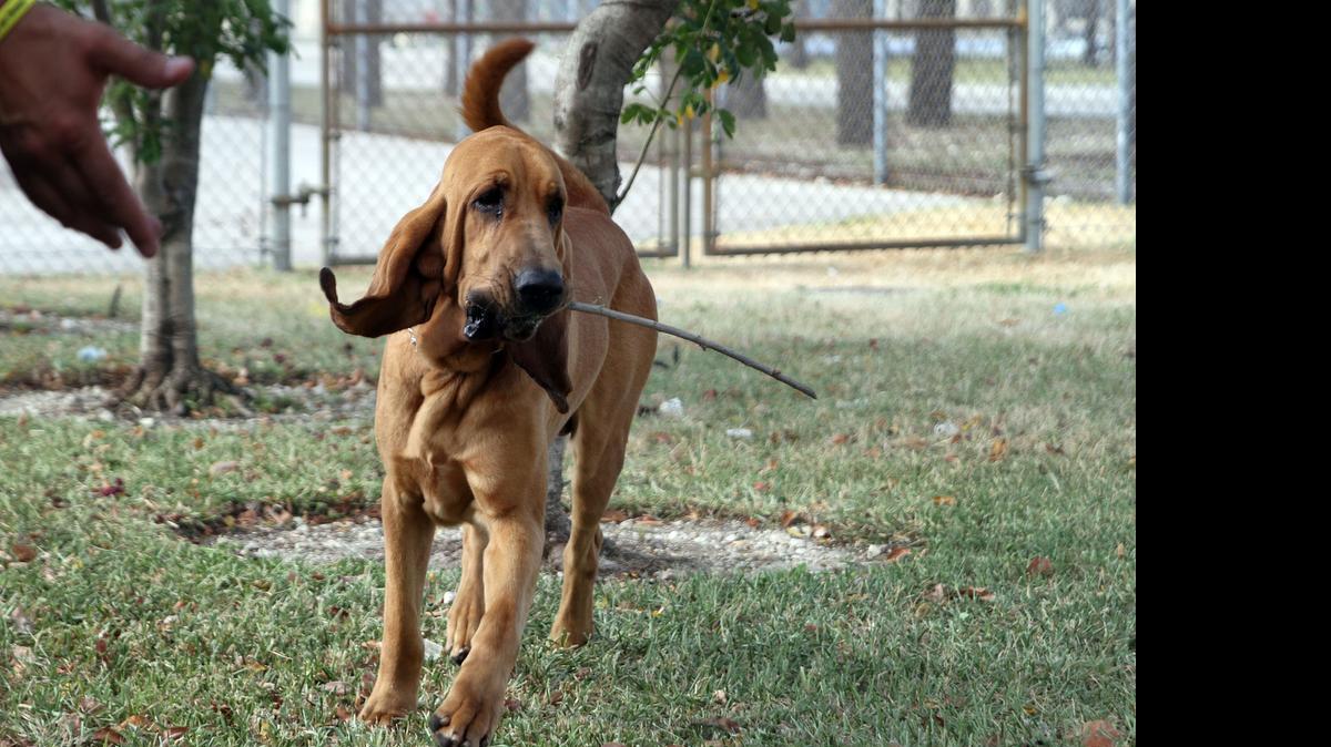 
Jimmy retrieves his favorite toy, a stick, thrown by his partner Officer Nelson Enriquez. The bloodhound was one of two dogs found dead in the officer’s police vehicle on Wednesday.
